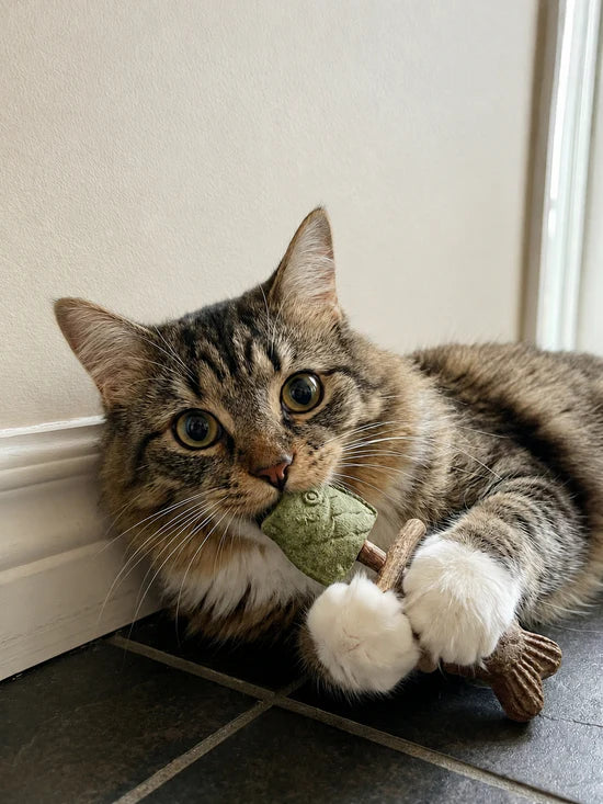 KittyChew – Kaustäbchen mit Katzenminze und Silberweinrebe