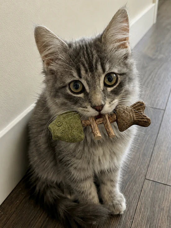 KittyChew – Kaustäbchen mit Katzenminze und Silberweinrebe