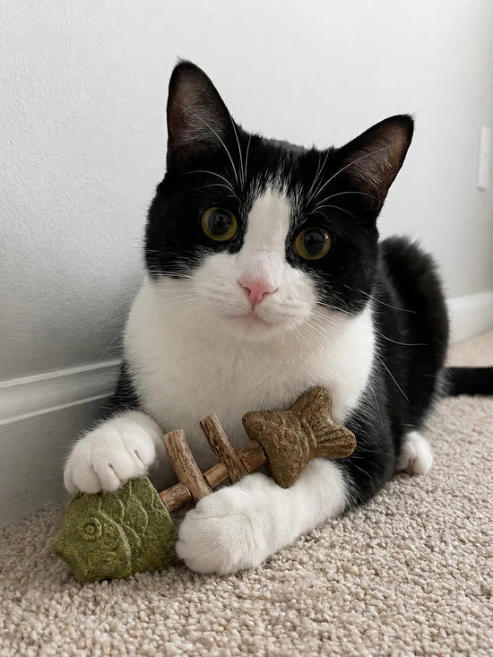 KittyChew – Kaustäbchen mit Katzenminze und Silberweinrebe