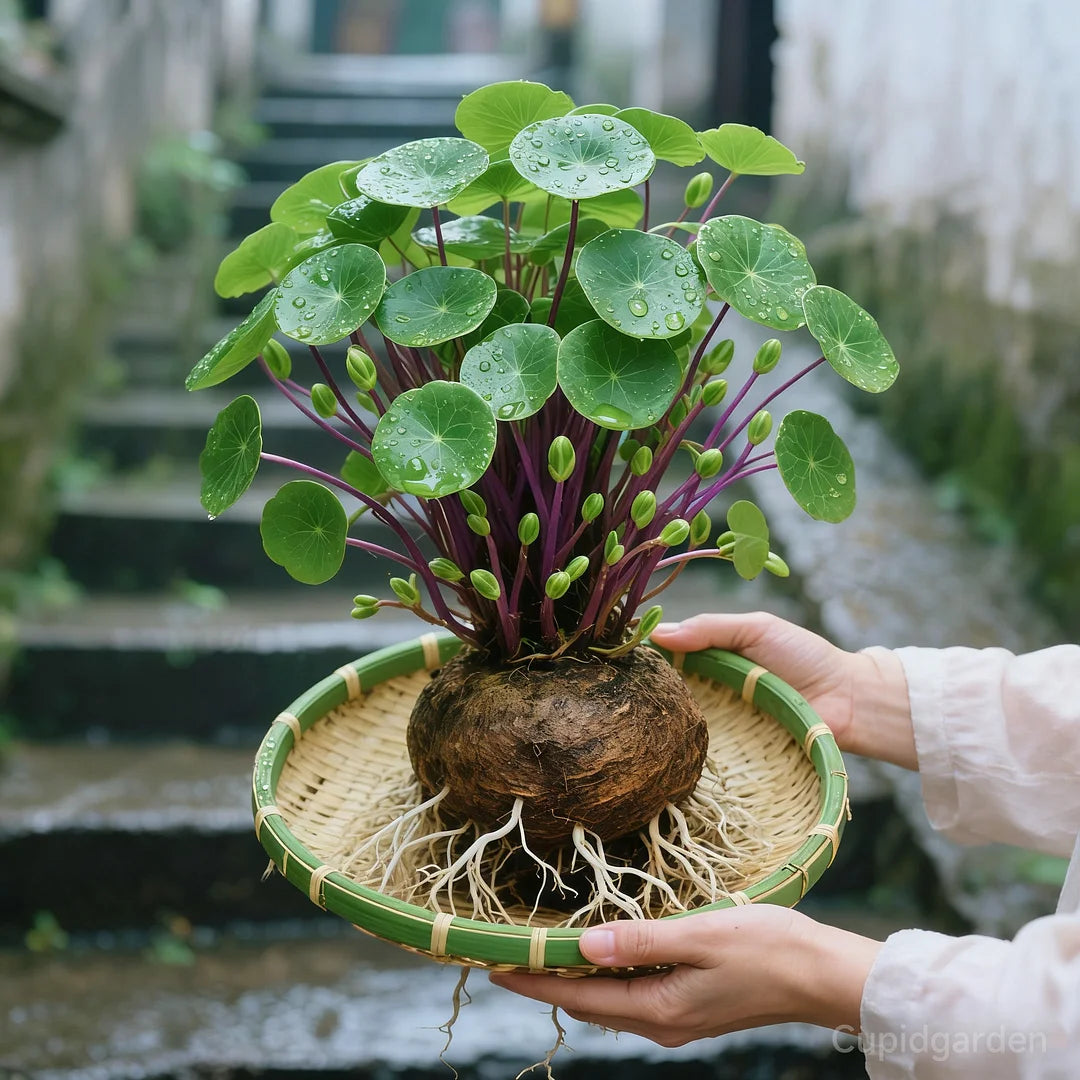 🎈🪴Rote Rattanpflanze (Stephania erecta): Die widerstandsfähigste Zimmerpflanze für Faule🌿