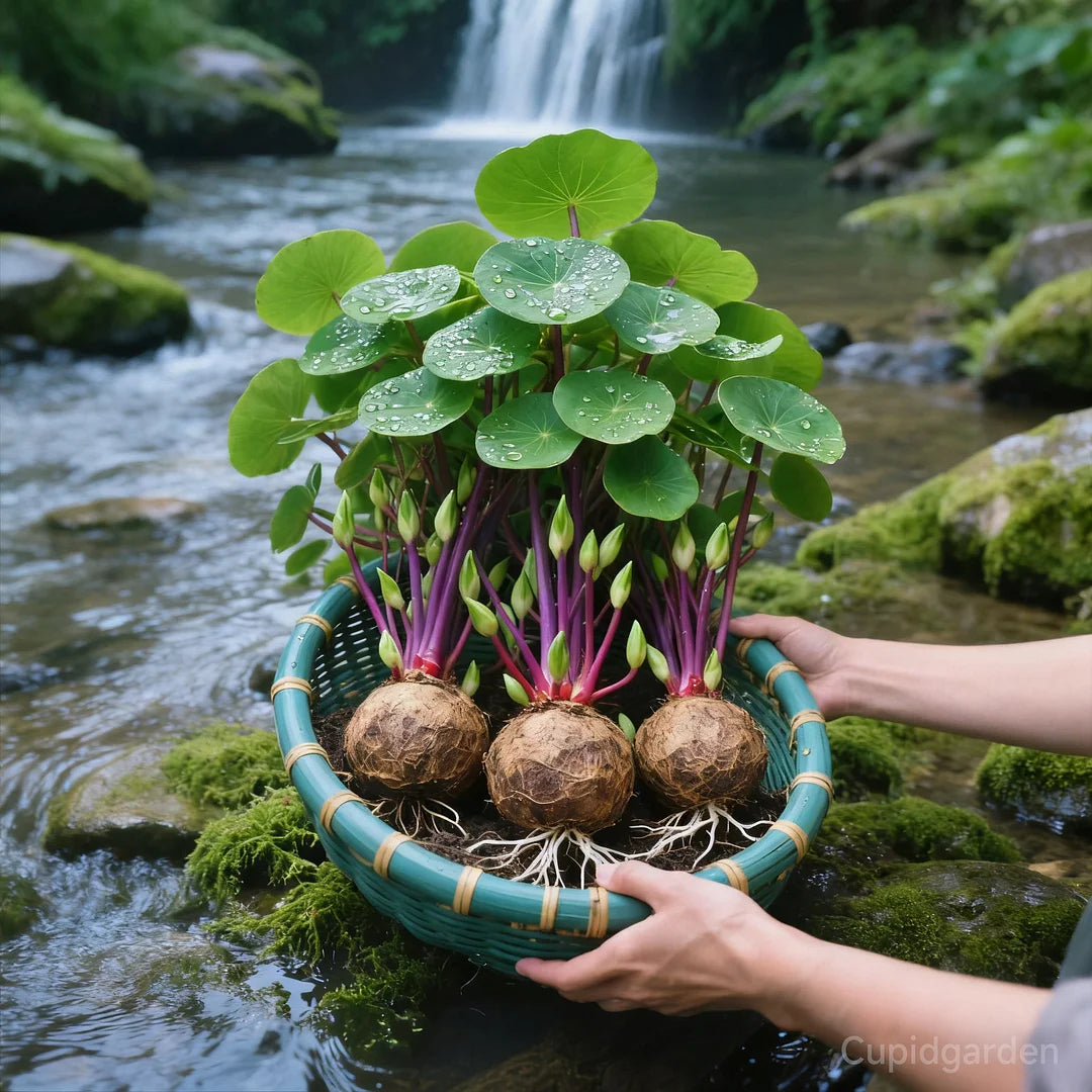 🎈🪴Rote Rattanpflanze (Stephania erecta): Die widerstandsfähigste Zimmerpflanze für Faule🌿