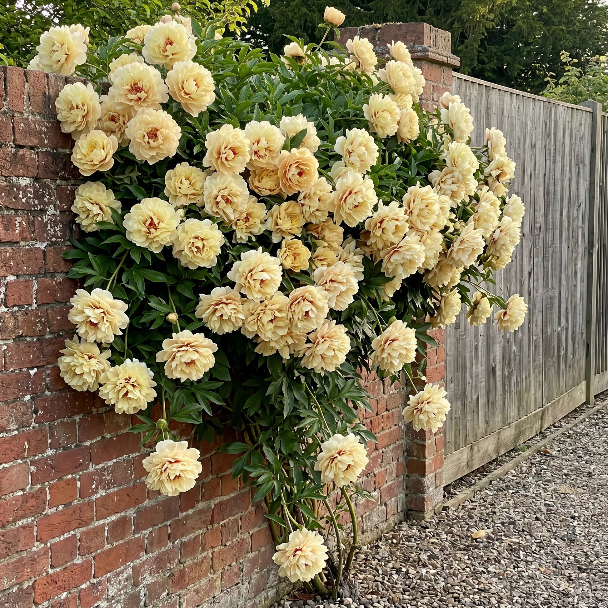 BloomCrest – Seltene Kletterpfingstrosen-Zwiebeln mit üppigen Blüten