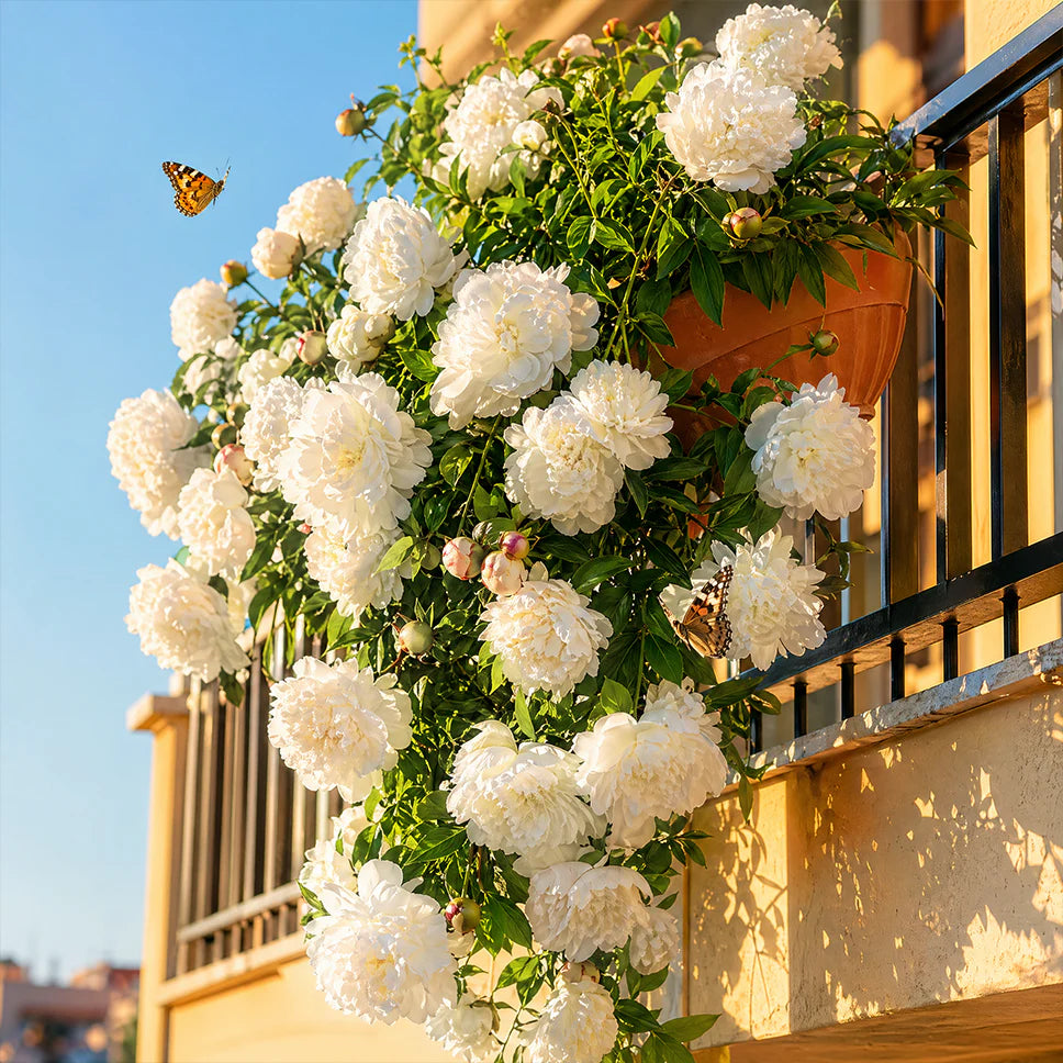 BloomCrest – Seltene Kletterpfingstrosen-Zwiebeln mit üppigen Blüten