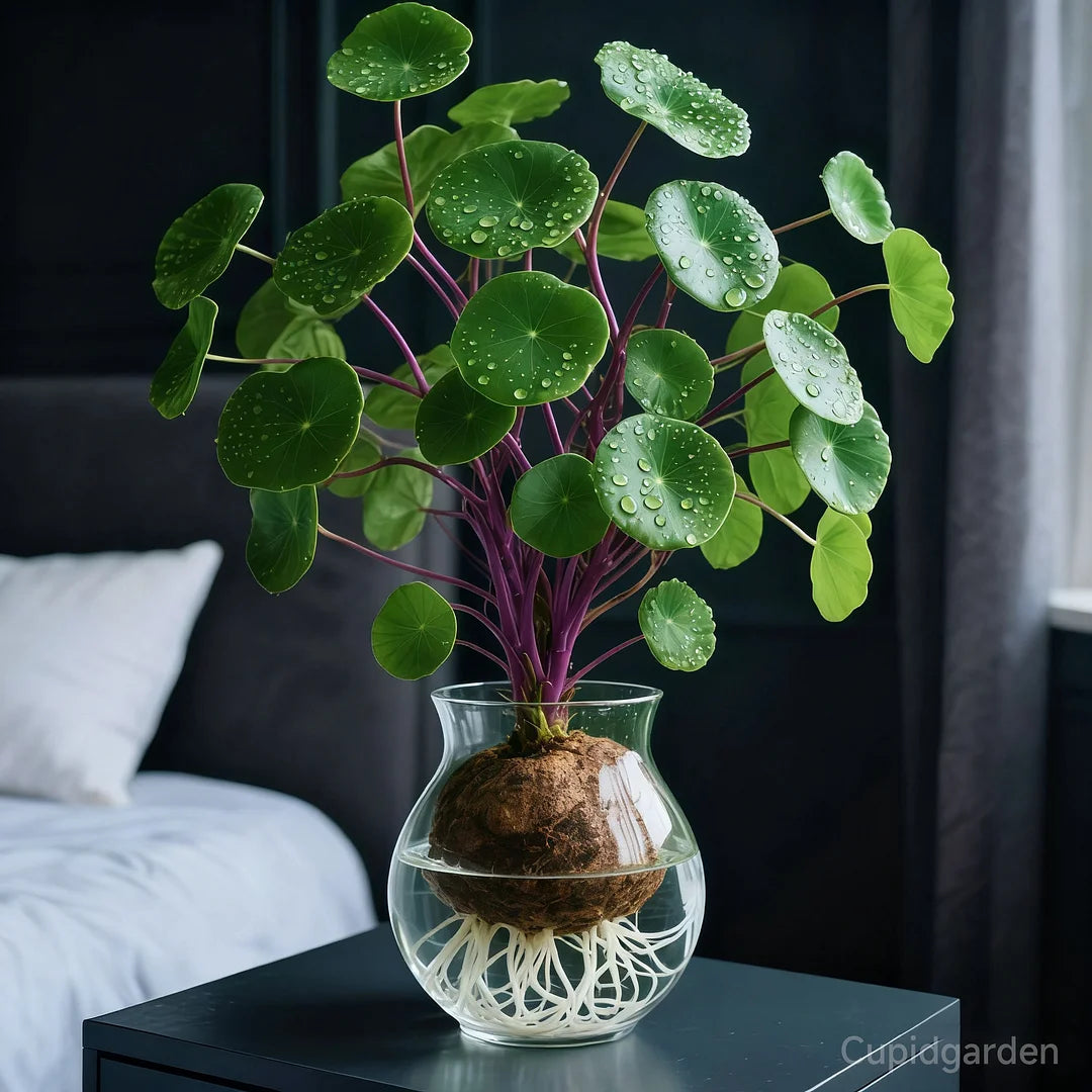🎈🪴Rote Rattanpflanze (Stephania erecta): Die widerstandsfähigste Zimmerpflanze für Faule🌿