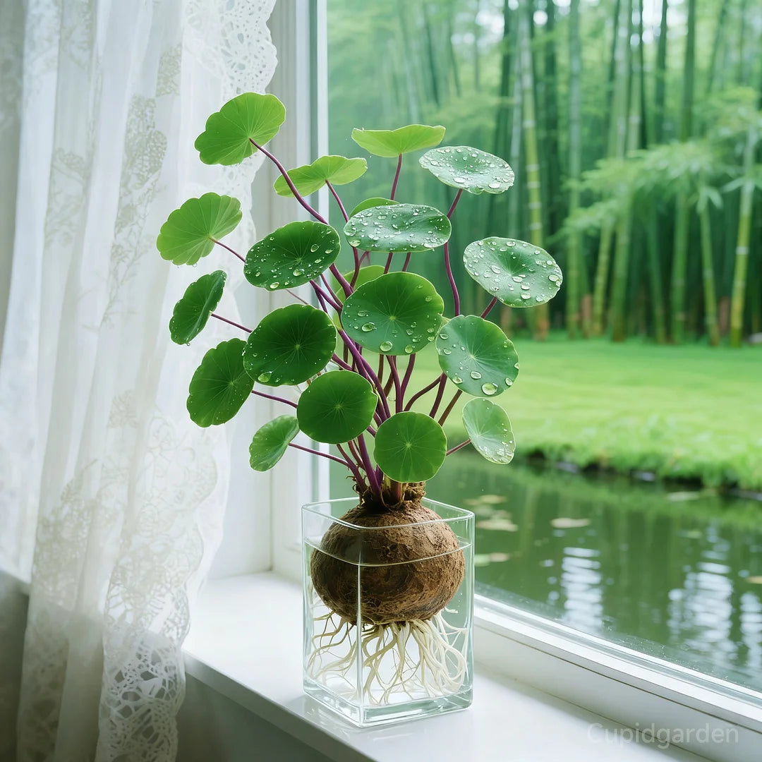 🎈🪴Rote Rattanpflanze (Stephania erecta): Die widerstandsfähigste Zimmerpflanze für Faule🌿