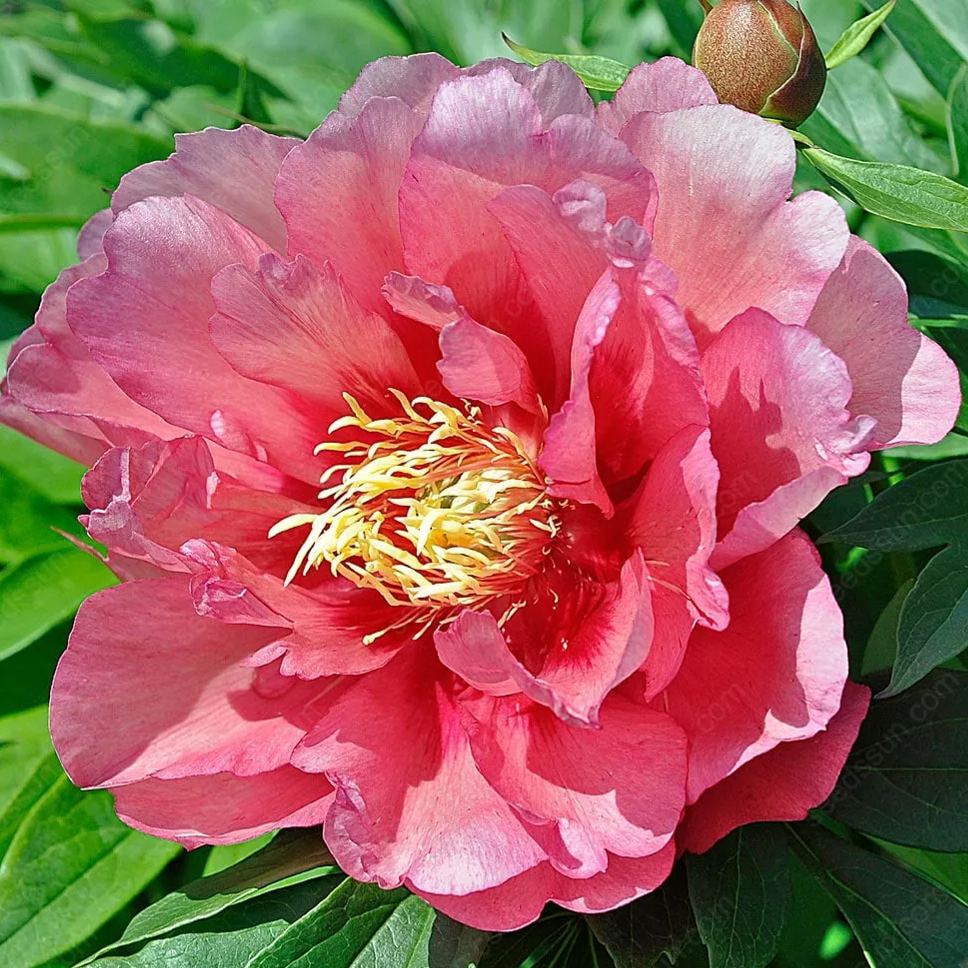 BloomCrest – Seltene Kletterpfingstrosen-Zwiebeln mit üppigen Blüten