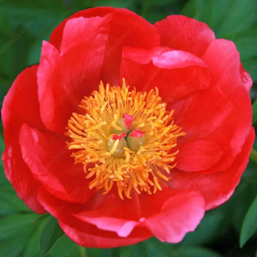 BloomCrest – Seltene Kletterpfingstrosen-Zwiebeln mit üppigen Blüten