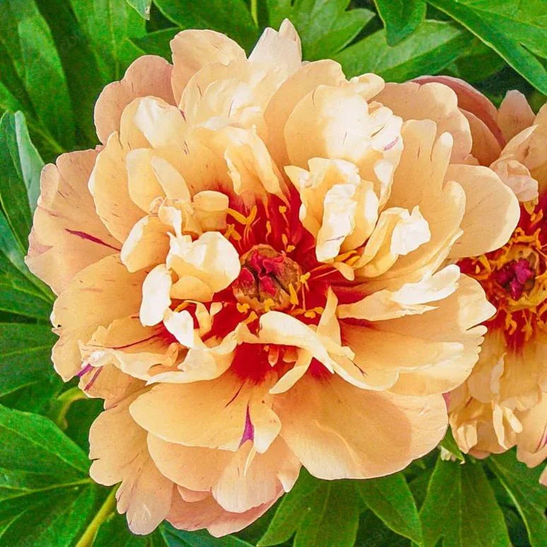 BloomCrest – Seltene Kletterpfingstrosen-Zwiebeln mit üppigen Blüten