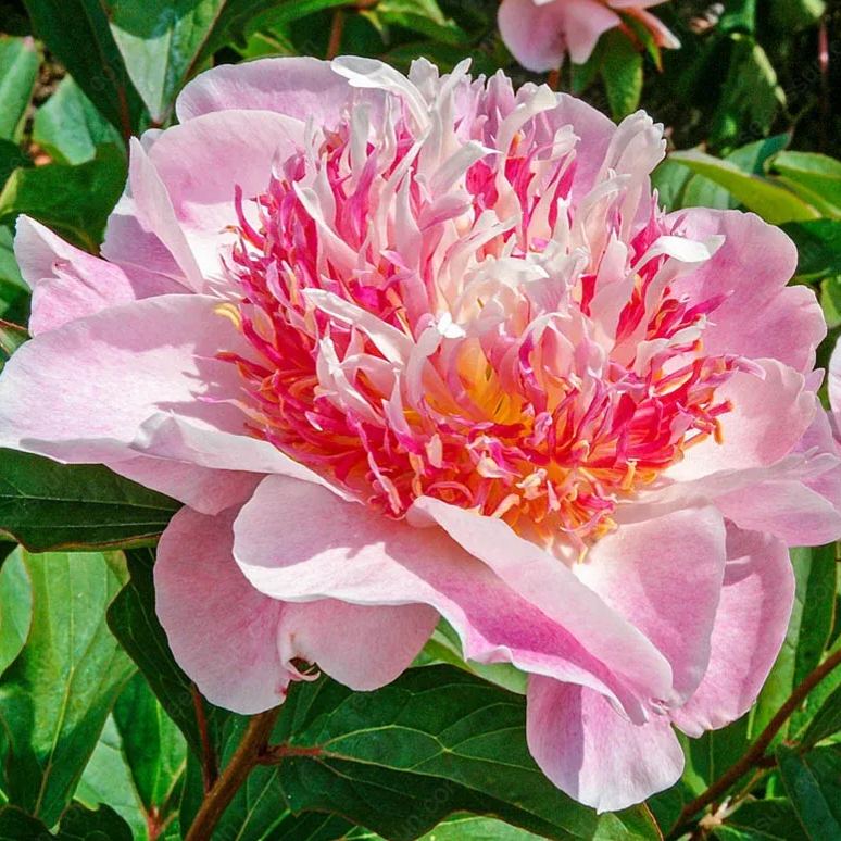 BloomCrest – Seltene Kletterpfingstrosen-Zwiebeln mit üppigen Blüten