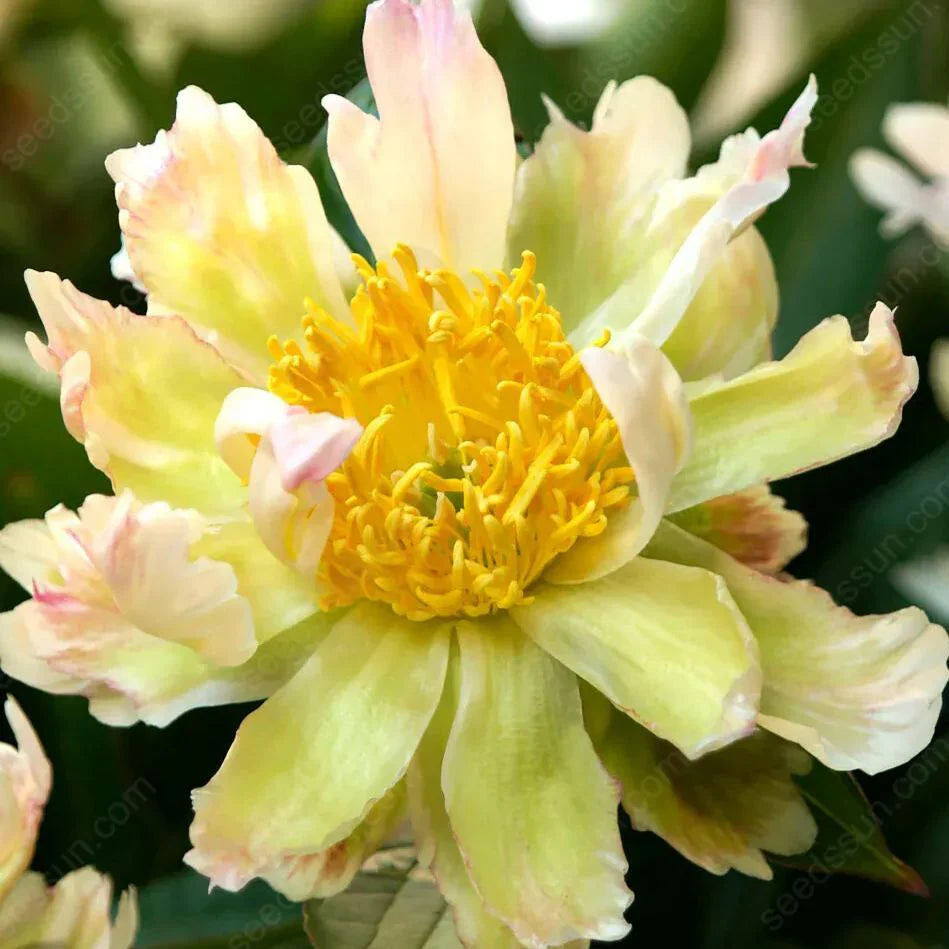 BloomCrest – Seltene Kletterpfingstrosen-Zwiebeln mit üppigen Blüten