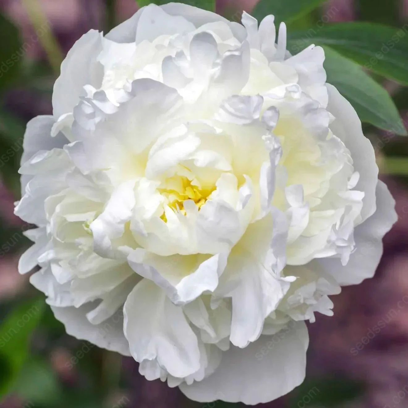 BloomCrest – Seltene Kletterpfingstrosen-Zwiebeln mit üppigen Blüten