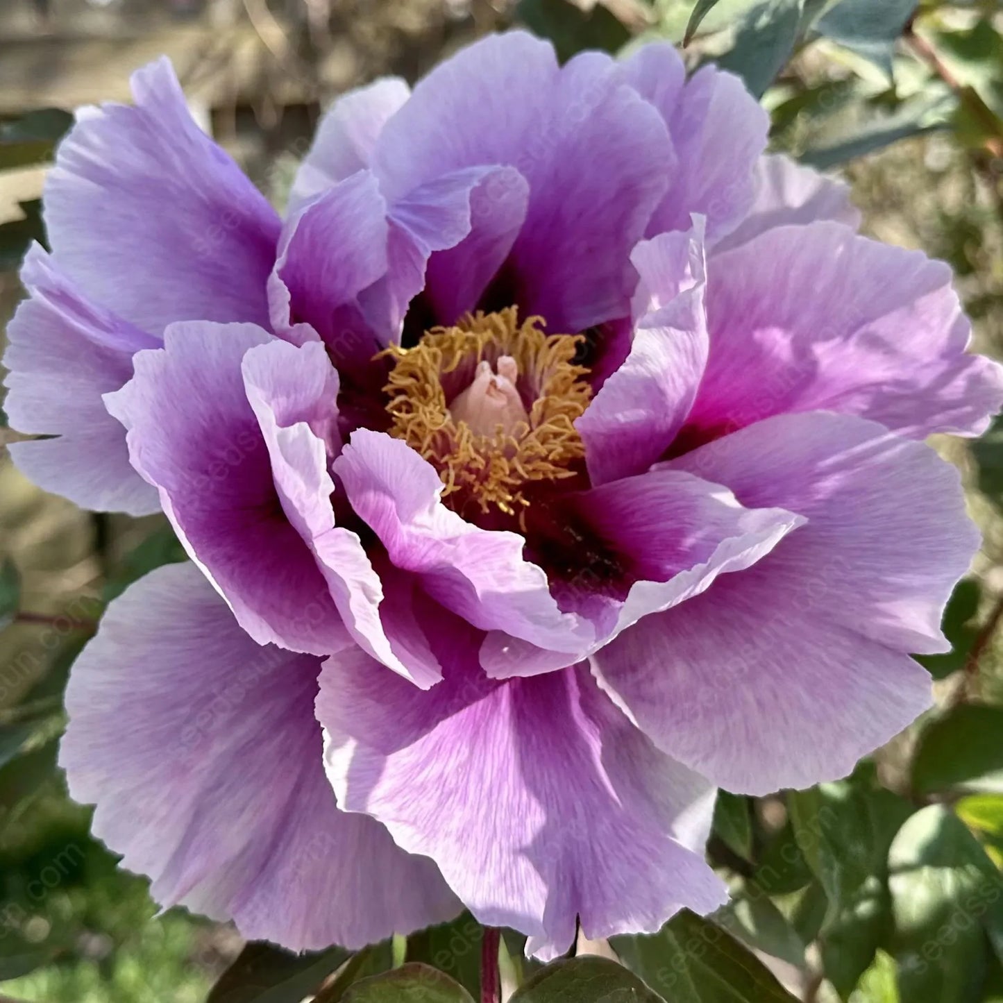 BloomCrest – Seltene Kletterpfingstrosen-Zwiebeln mit üppigen Blüten