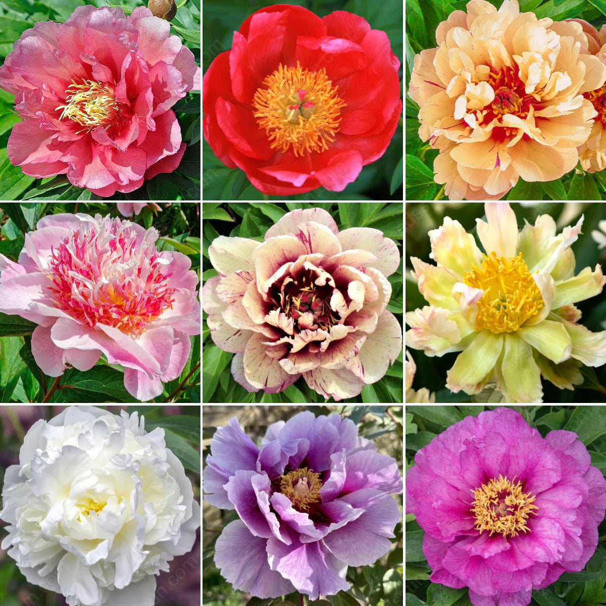 BloomCrest – Seltene Kletterpfingstrosen-Zwiebeln mit üppigen Blüten