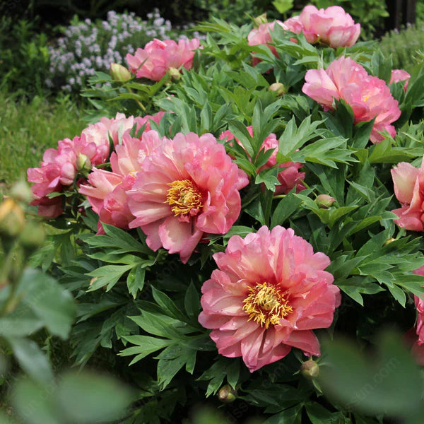 BloomCrest – Seltene Kletterpfingstrosen-Zwiebeln mit üppigen Blüten